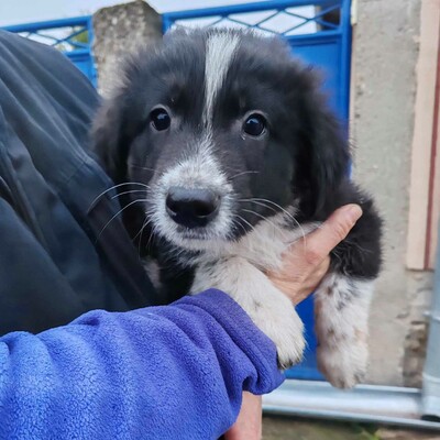 ❤️Balto zuckersüßer Schäfi-Mixwelpe ist verschmust und freundlich 🥰, Schäferhund-Mischlingswelpe Welpen - Rüde