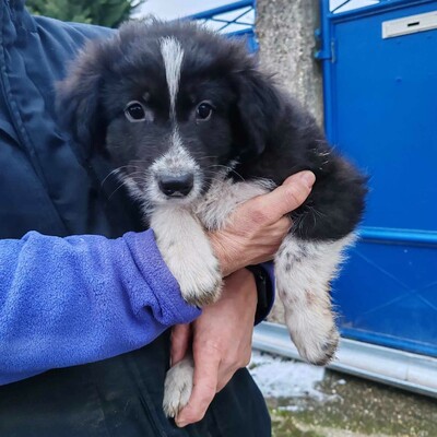 ❤️Balto zuckersüßer Schäfi-Mixwelpe ist verschmust und freundlich 🥰, Schäferhund-Mischlingswelpe Welpen - Rüde