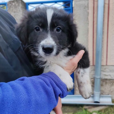 ❤️Balto zuckersüßer Schäfi-Mixwelpe ist verschmust und freundlich 🥰, Schäferhund-Mischlingswelpe Welpen - Rüde