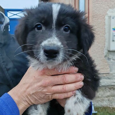 ❤️Balto zuckersüßer Schäfi-Mixwelpe ist verschmust und freundlich 🥰, Schäferhund-Mischlingswelpe Welpen - Rüde