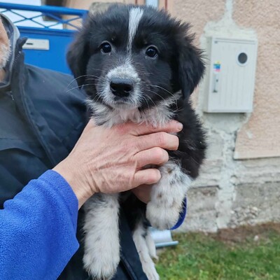 ❤️Balto zuckersüßer Schäfi-Mixwelpe ist verschmust und freundlich 🥰, Schäferhund-Mischlingswelpe Welpen - Rüde