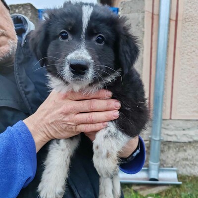 ❤️Balto zuckersüßer Schäfi-Mixwelpe ist verschmust und freundlich 🥰, Schäferhund-Mischlingswelpe Welpen - Rüde