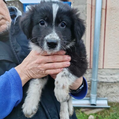 ❤️Balto zuckersüßer Schäfi-Mixwelpe ist verschmust und freundlich 🥰, Schäferhund-Mischlingswelpe Welpen - Rüde