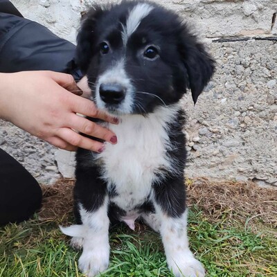 ❤️Balto zuckersüßer Schäfi-Mixwelpe ist verschmust und freundlich 🥰, Schäferhund-Mischlingswelpe Welpen - Rüde