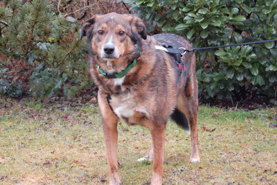 Baltos, Labrador-Mix - Rüde