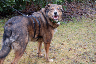 Baltos, Labrador-Mix - Rüde