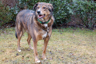 Baltos, Labrador-Mix - Rüde