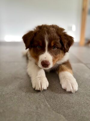 Balu, Australian Shepherd Welpen - Rüde