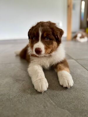 Balu, Australian Shepherd Welpen - Rüde