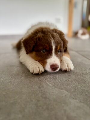 Balu, Australian Shepherd Welpen - Rüde