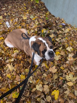 Balu