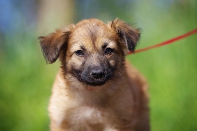 Balu, Mischling Welpen - Rüde