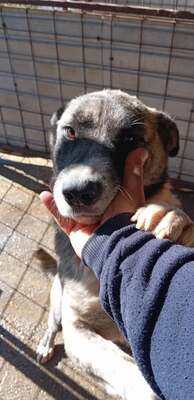 🐻 Balu – der sanfte Riese mit Seele und Charme 🐾