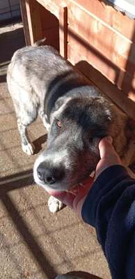 🐻 Balu – der sanfte Riese mit Seele und Charme 🐾, Mischling - Rüde