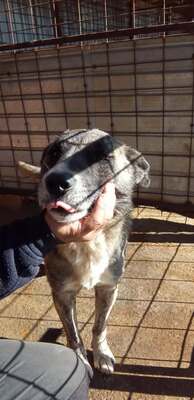 🐻 Balu – der sanfte Riese mit Seele und Charme 🐾, Mischling - Rüde