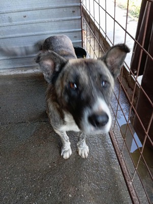 🐻 Balu – der sanfte Riese mit Seele und Charme 🐾, Mischling - Rüde