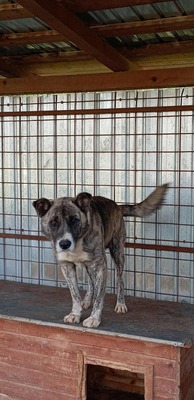 🐻 Balu – der sanfte Riese mit Seele und Charme 🐾, Mischling - Rüde