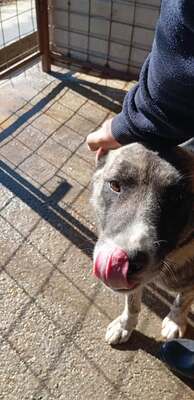 🐻 Balu – der sanfte Riese mit Seele und Charme 🐾, Mischling - Rüde