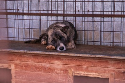 🐻 Balu – der sanfte Riese mit Seele und Charme 🐾, Mischling - Rüde