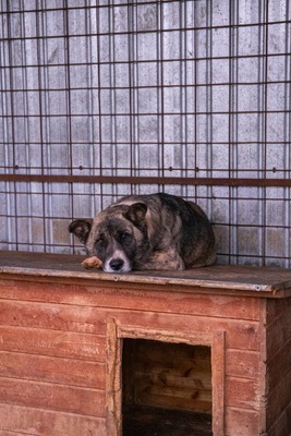 🐻 Balu – der sanfte Riese mit Seele und Charme 🐾, Mischling - Rüde