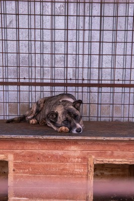 🐻 Balu – der sanfte Riese mit Seele und Charme 🐾, Mischling - Rüde