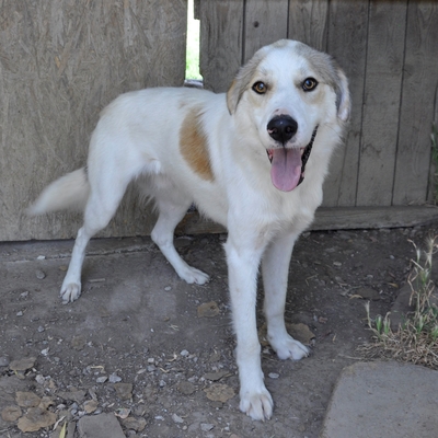 Balu - freut sich über jede noch so kleine Aufmerksamkeit 🥰 / Vorgemerkt, gr. Schäferhund Mix - Rüde