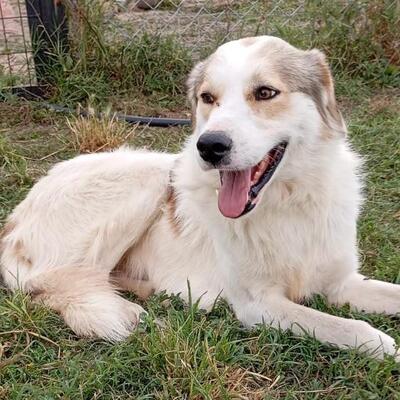 Balu - freut sich über jede noch so kleine Aufmerksamkeit 🥰 / Vorgemerkt, gr. Schäferhund Mix - Rüde