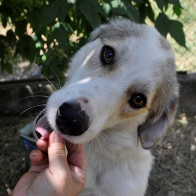 Balu - freut sich über jede noch so kleine Aufmerksamkeit, gr. Schäferhund-Mischling - Rüde