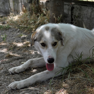 Balu - freut sich über jede noch so kleine Aufmerksamkeit, gr. Schäferhund-Mischling - Rüde