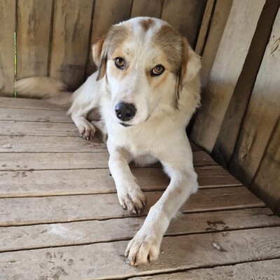 Balu - freut sich über jede noch so kleine Aufmerksamkeit, gr. Schäferhund-Mischling - Rüde