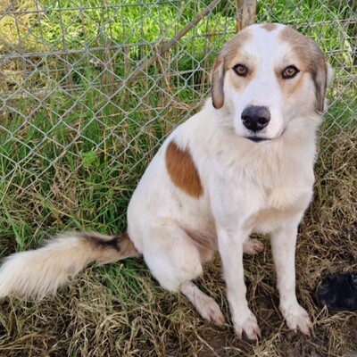 Balu - freut sich über jede noch so kleine Aufmerksamkeit, gr. Schäferhund-Mischling - Rüde