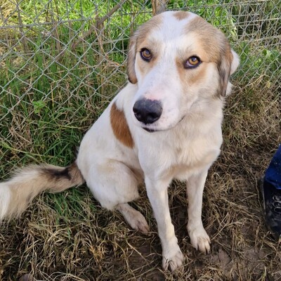 Balu - freut sich über jede noch so kleine Aufmerksamkeit, gr. Schäferhund-Mischling - Rüde