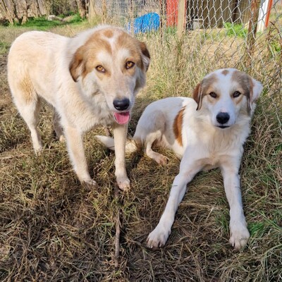 Balu - freut sich über jede noch so kleine Aufmerksamkeit, gr. Schäferhund-Mischling - Rüde