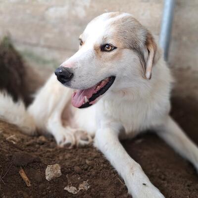 Balu - freut sich über jede noch so kleine Aufmerksamkeit, gr. Schäferhund-Mischling - Rüde