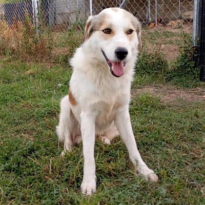 Balu - freut sich über jede noch so kleine Aufmerksamkeit, gr. Schäferhund-Mischling - Rüde