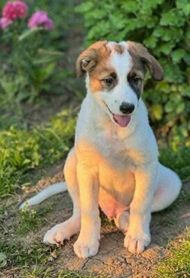 Balu, unbekannt Welpen - Rüde