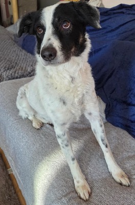 Bam Bam, Mischling - Rüde