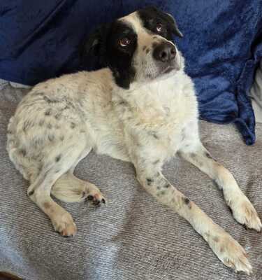 Bam Bam, Mischling - Rüde