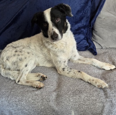 Bam Bam, Mischling - Rüde