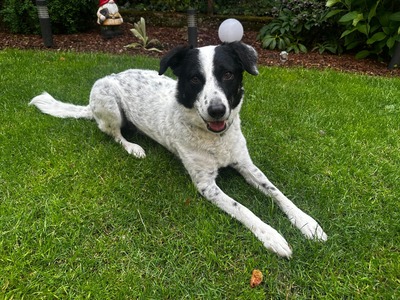 Bam Bam, Mischling - Rüde