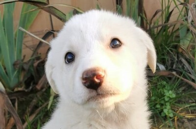 Bamba, Welpen - Rüde