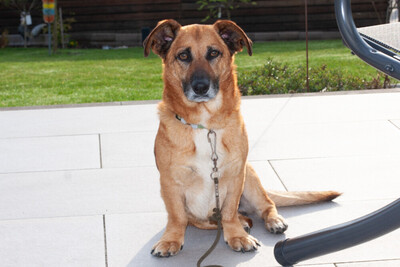 Bambi, Mischling - Rüde