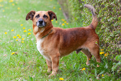 Bambi, Mischling - Rüde