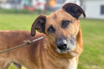 Bambi, Mischling - Rüde