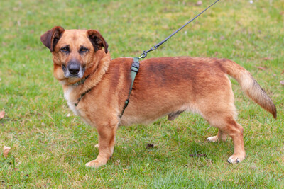 Bambi, Mischling - Rüde