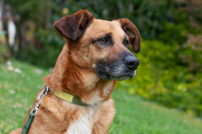 Bambi, Mischling - Rüde