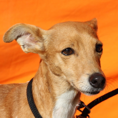 Bambi, Podecomix - Hündin