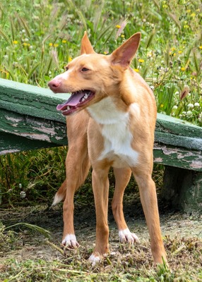 Bambi - auf der Suche nach Vertrauen, Mischling - Hündin