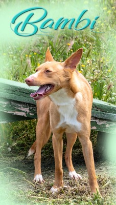 Bambi - auf der Suche nach Vertrauen