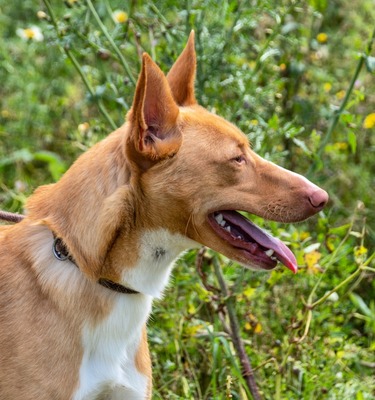 Bambi - auf der Suche nach Vertrauen, Mischling - Rüde
